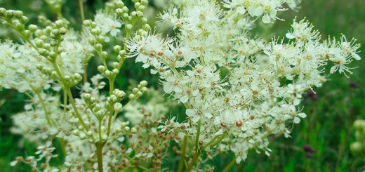 Цветки лабазник