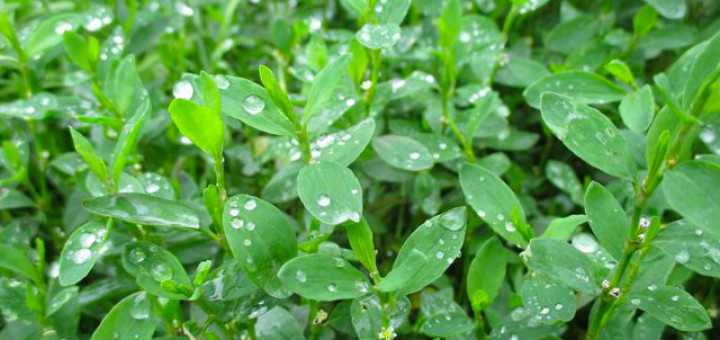 Горец птичий