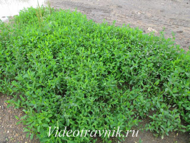 так растет горец птичий