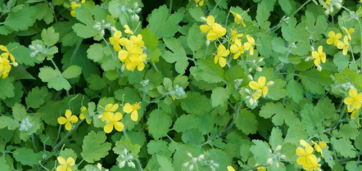 чистотел большой