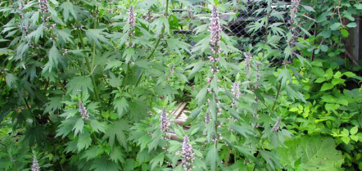 растение пустырник фото