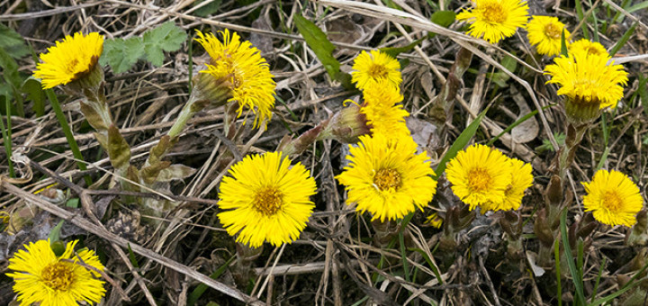 Мать-и-мачеха - цветок