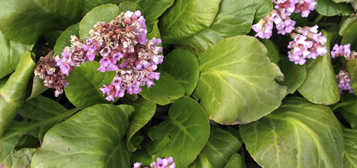 Бадан толстолистный