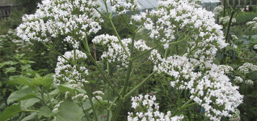 Валериана лекарственная