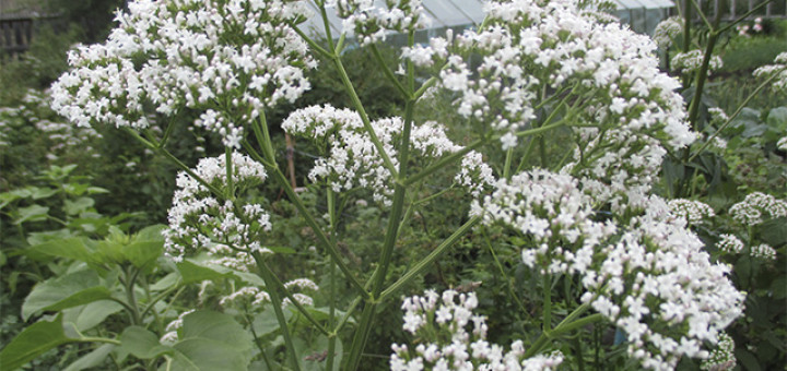 Валериана лекарственная