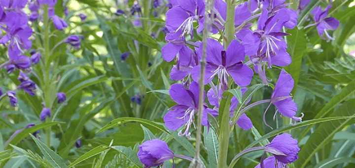 Иван-чай крупным планом