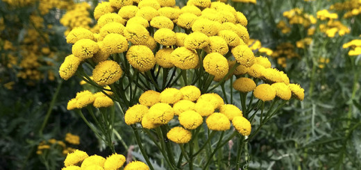 Пижма обыкновенная