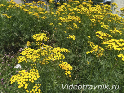 пижма растение