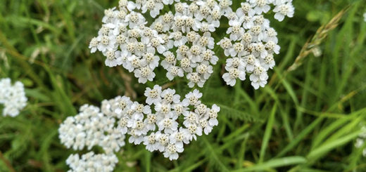 Тысячелистник