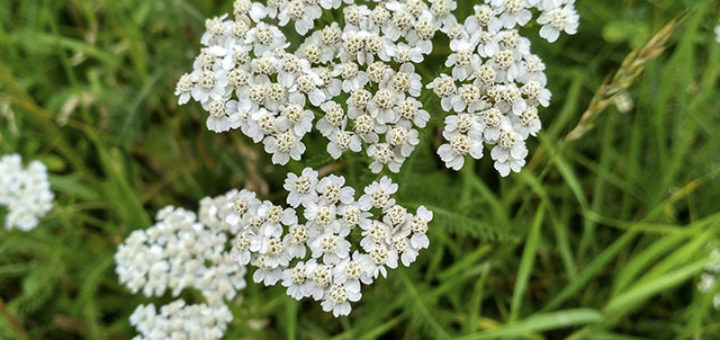 Тысячелистник